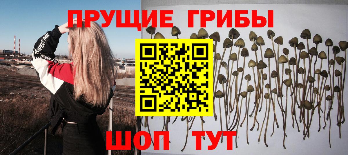 Галлюциногенные грибы Psilocybine cubensis Томск